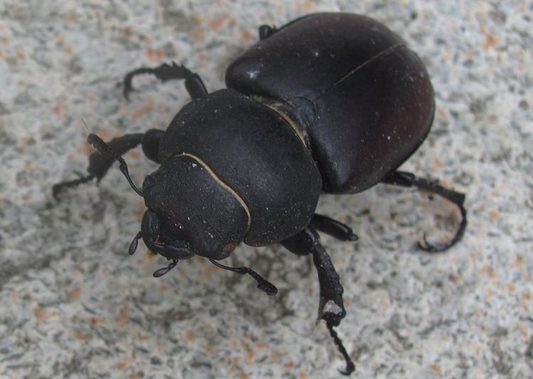 Lucanus cervus, femmina
